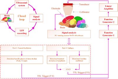 Closed-Loop Transcranial Ultrasound Stimulation for Real-Time Non-invasive Neuromodulation in vivo